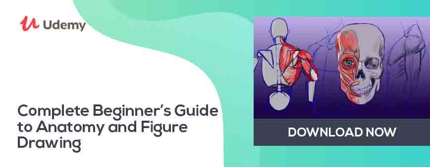 beginners-guide-to-anatomy-drawing-udemy